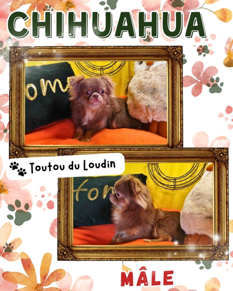 Chiot chihuahua m&acirc;le poils longs 500 18140 Pr�cy