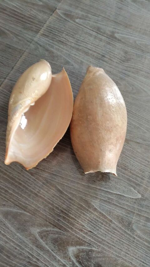 cymbium 12 Malesherbes (45)