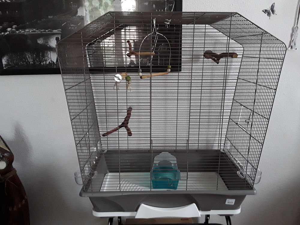   oiseaux exotiques et cage 