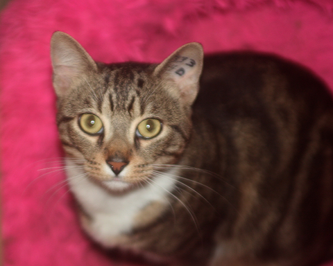 ZIGZAG CHAT TIGRE BLANC 4 ANS 195 92260 Fontenay-aux-roses