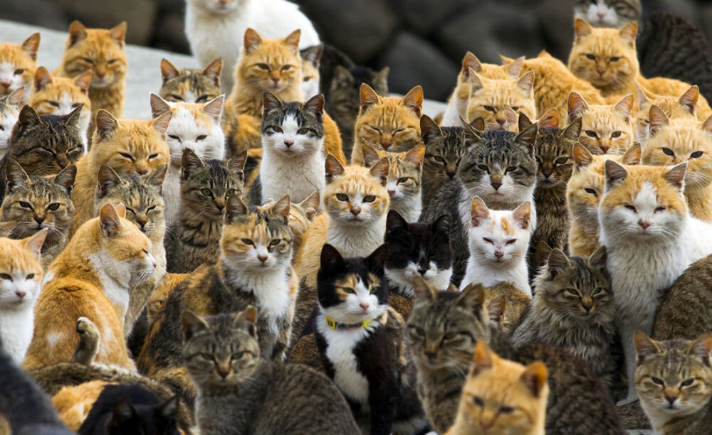   Garde chats dans ma maison à Lunéville 