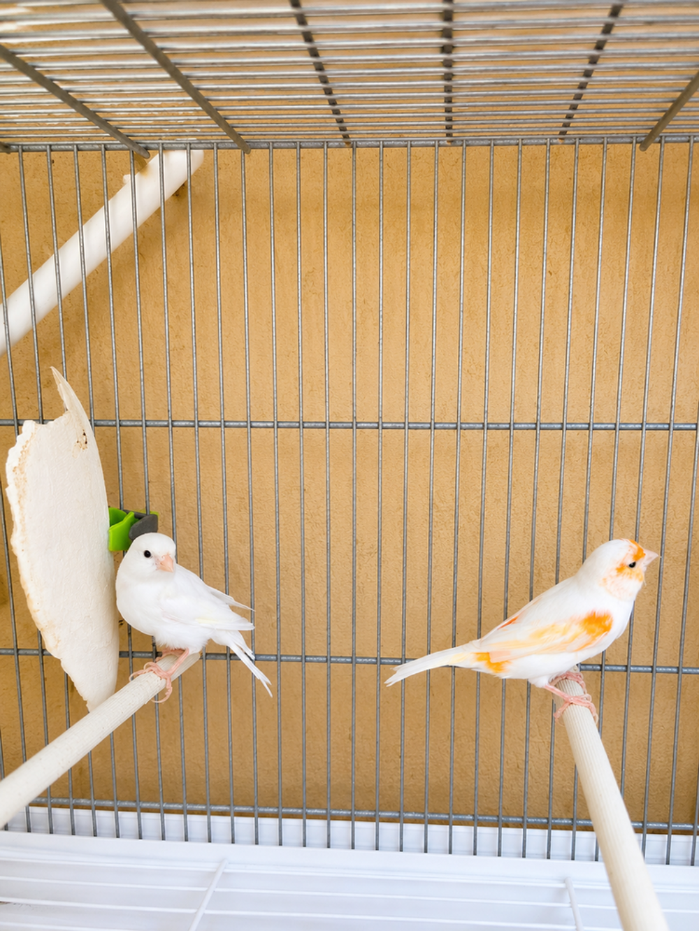   Couple canaris 2025 reproducteur  