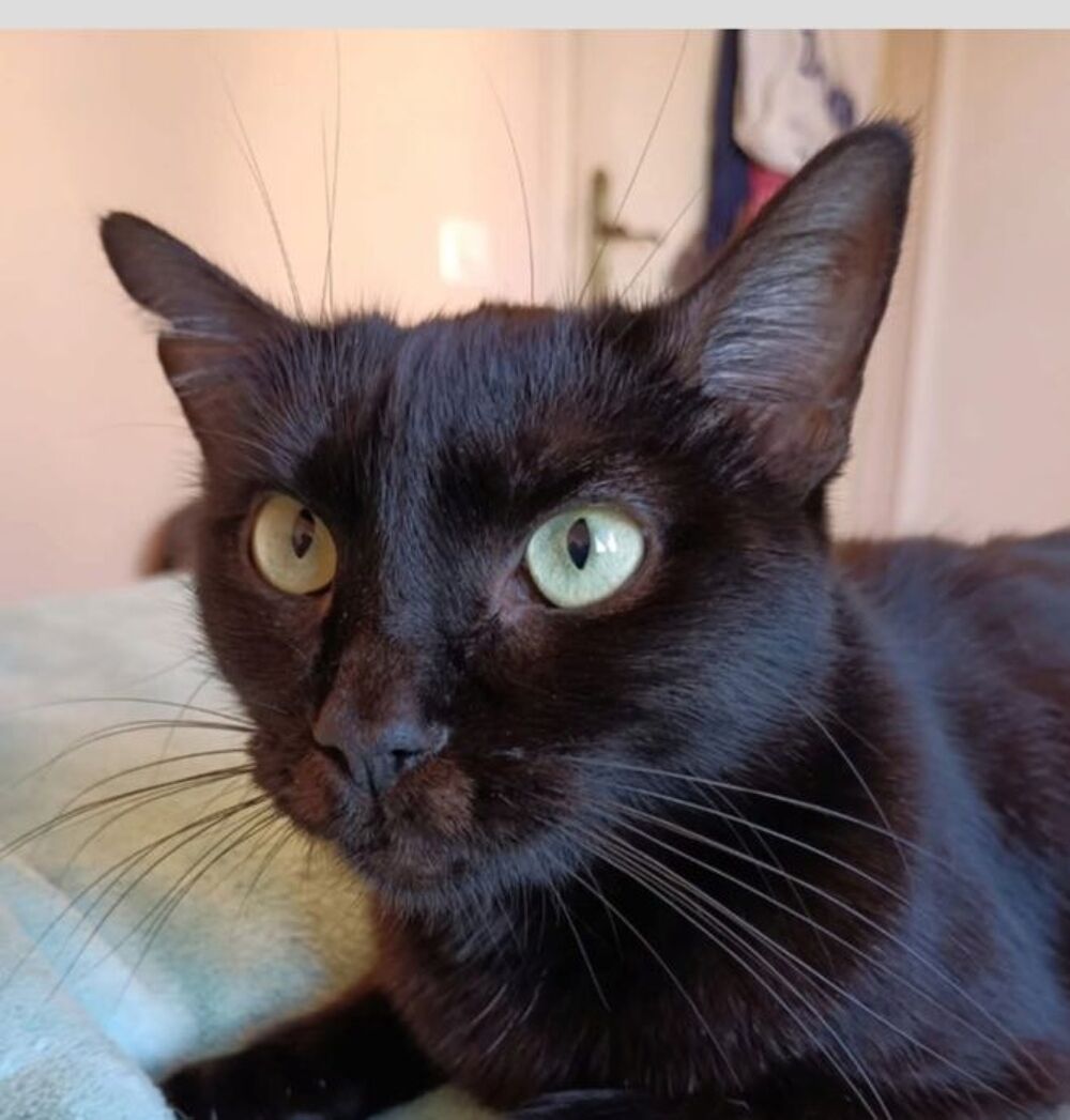   AGATHA 