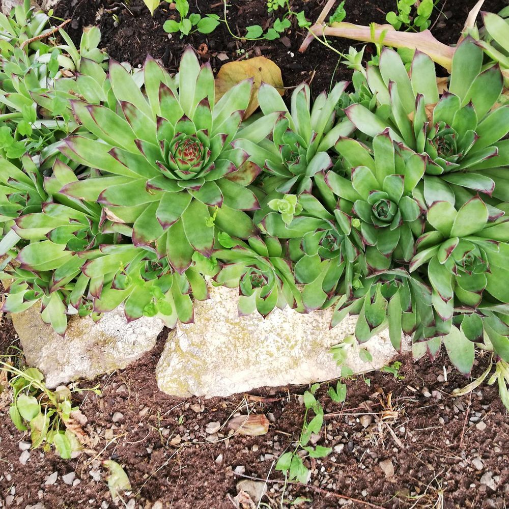 plantes joubarbe des toits Jardin