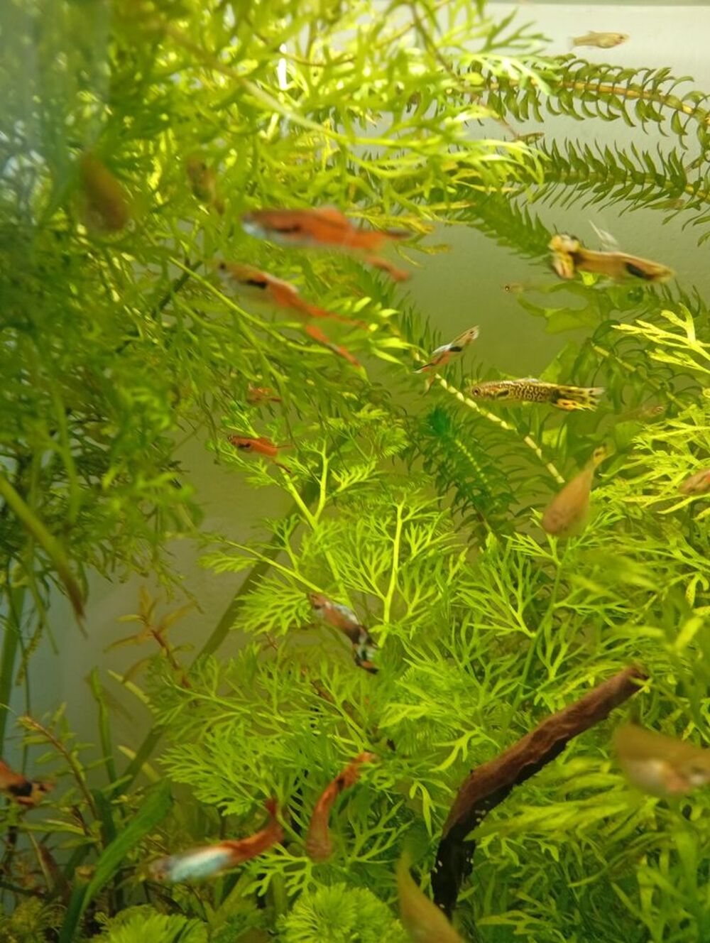    Jeunes Guppys varié  