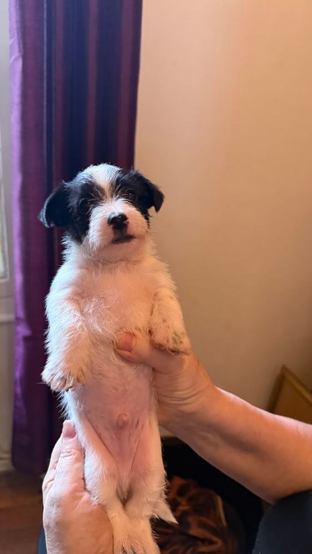   ? À RÉSERVER ? 2 CHIOTS COTON DU TULEAR ? 