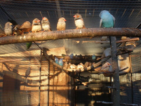 mandarin 5 87620 S�reilhac