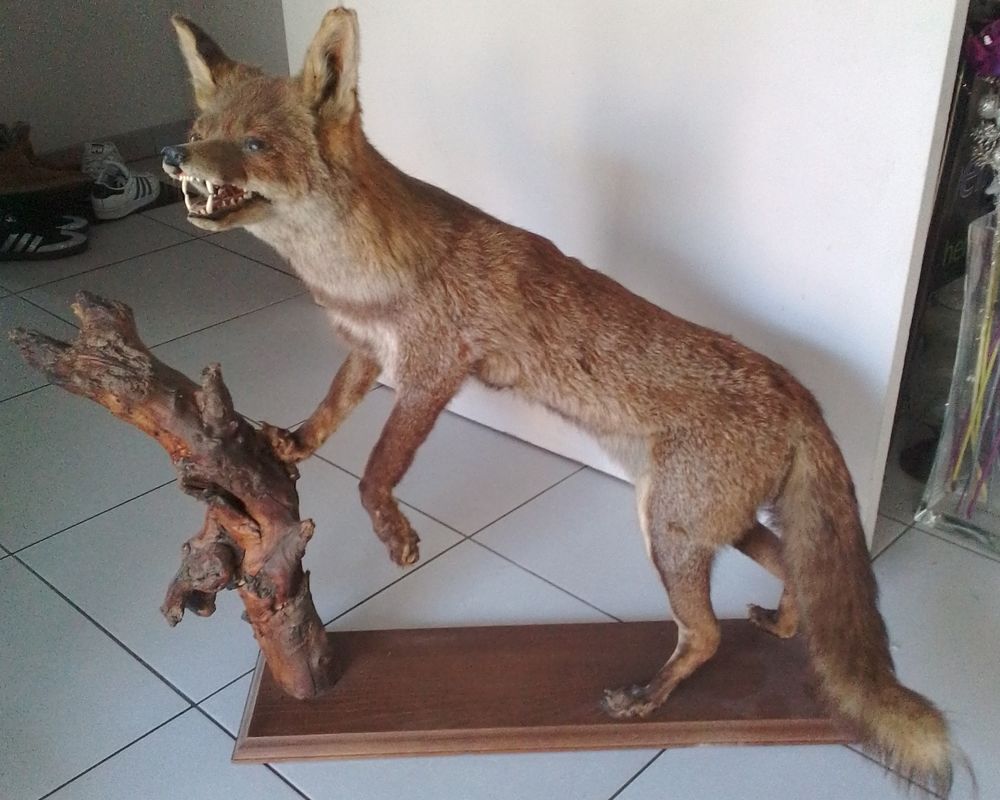 Gros Renard Naturalis&eacute; Décoration