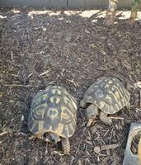   Couple de tortues adultes reproducteur: male + femelle  
