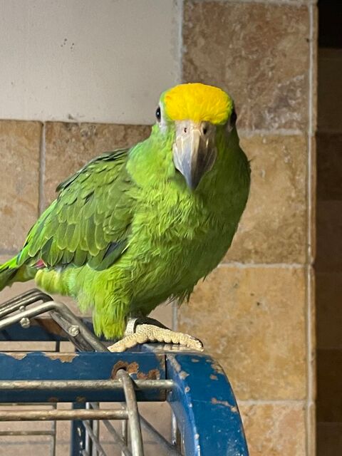 Perroquet amazone front jaune  900 81150 Florentin