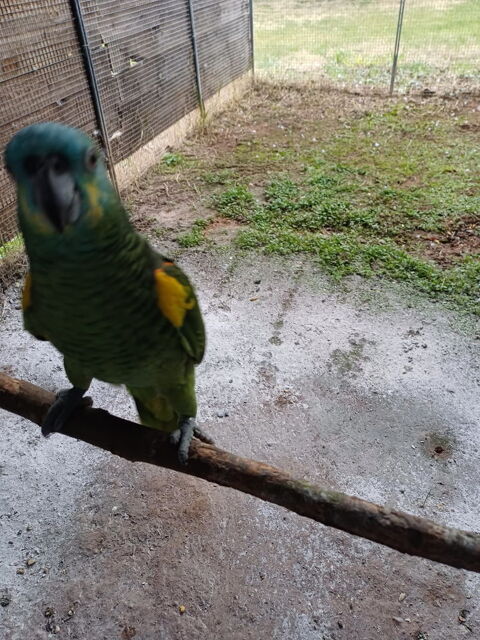 Amazone a front bleu 83460 Les arcs