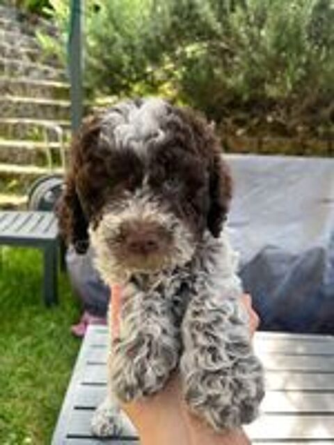   A réserver chiots Lagotto romagnolo, excellentes lignées  