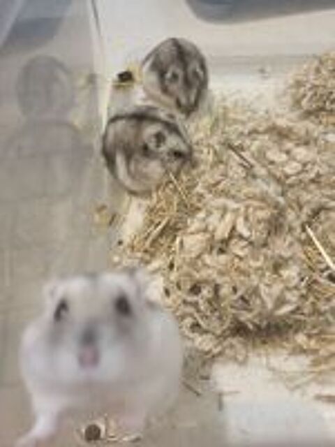   6 hamsters nain/russe, 3 mles et 3 femelles, gs de 6 mois 