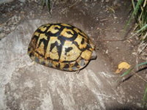  cherche tortue boettgeri 