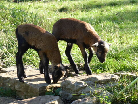 Mouton du cameroun 120 11500 Quillan