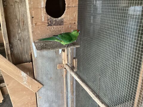 Kakariki reproduction 60 33750 Beychac-et-caillau