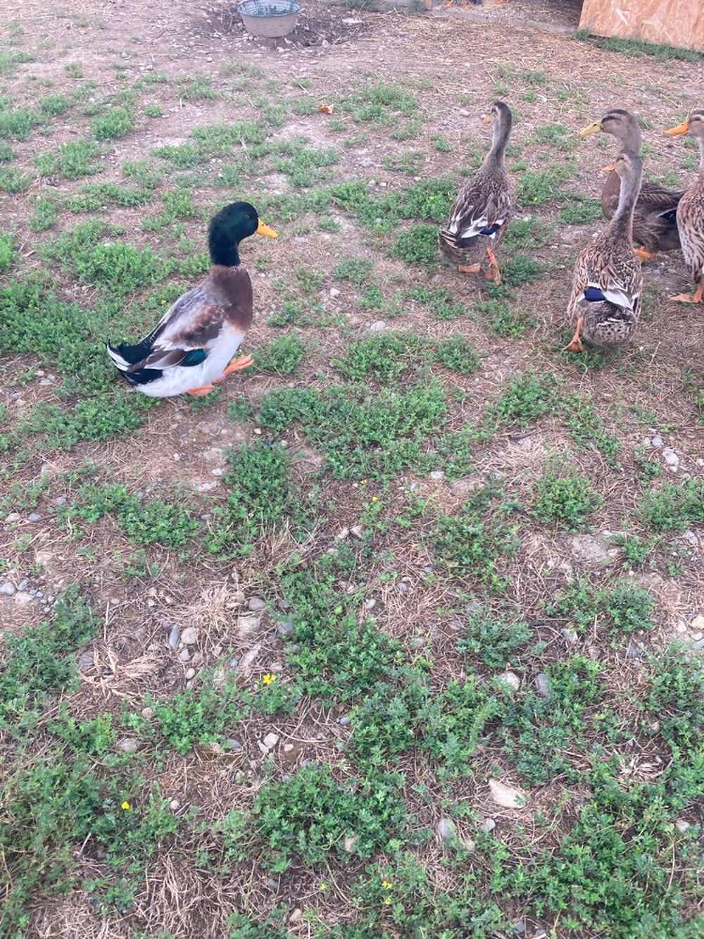   Canard De Rouen 