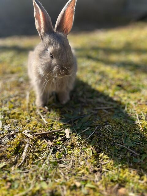 Lapin géant Allemand 140 71240 Varennes-le-grand