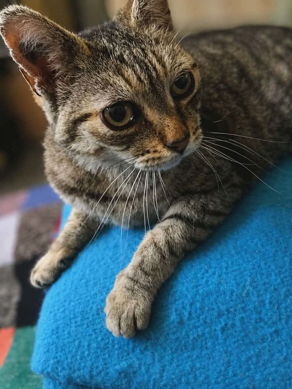   Ninou gentil chat calme cherche panier retraite 