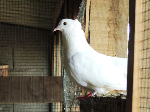 Pigeons paon 5 85660 Saint-philbert-de-bouaine