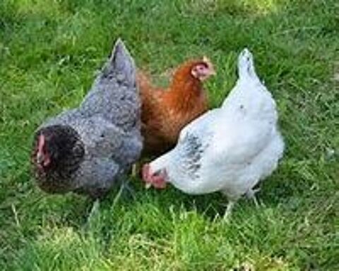   aliment graines basse cour / poule / lapin  