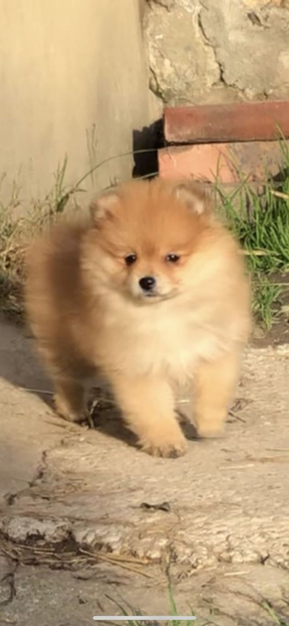   Chiot Petit spitz femelle 