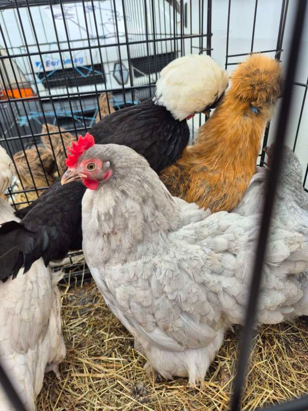   Poules p�kins 