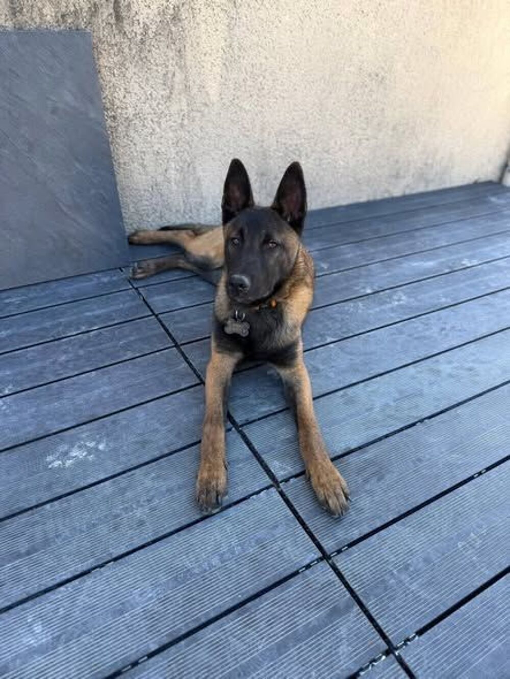   Chien ARES à l adoption 