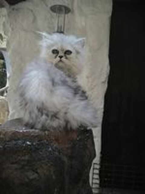   Chatons males persans 