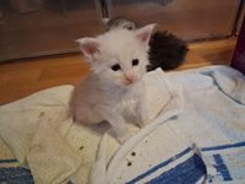   A réserver chatons mâles nés le 20 mai 2026 