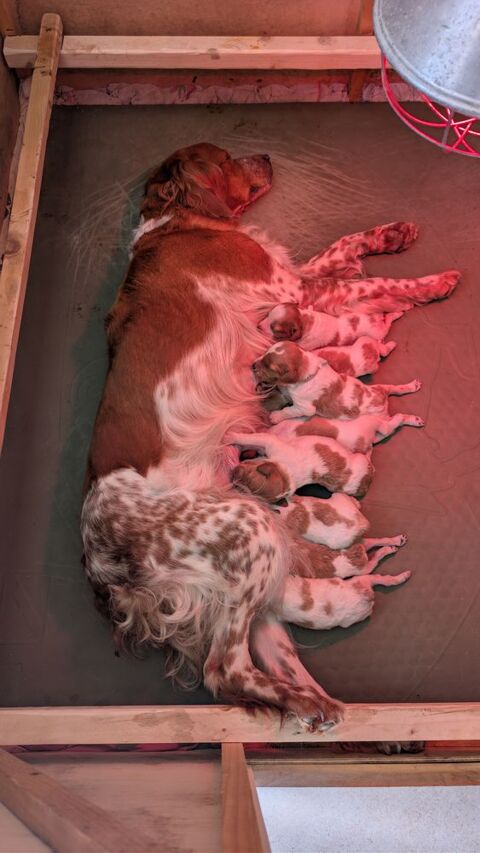 Chiots &Eacute;pagneul Breton LOF &Agrave; RESERVER 650 29460 Daoulas