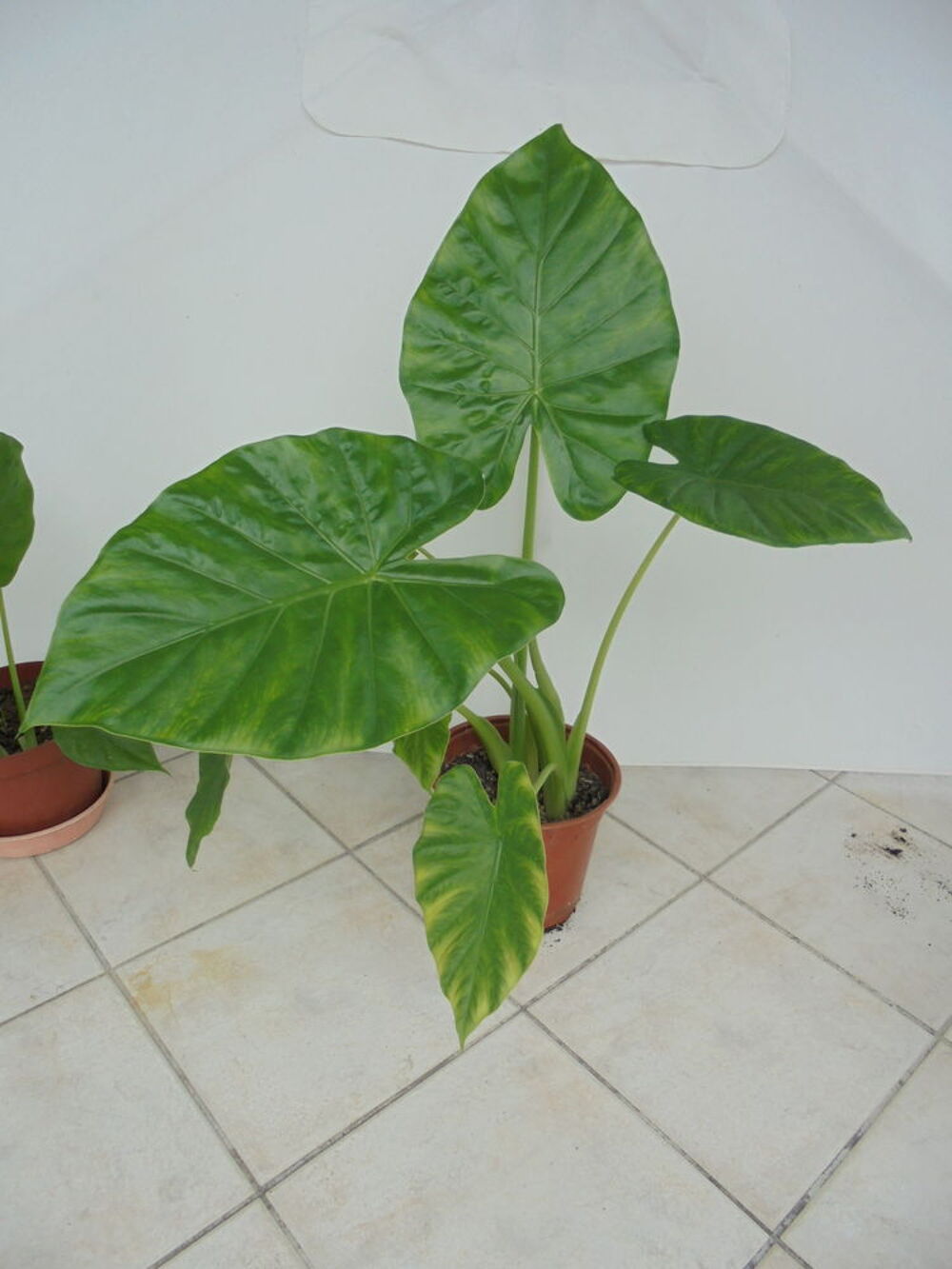 Pots d'Alocasia ou oreilles d'&eacute;l&eacute;phant Jardin