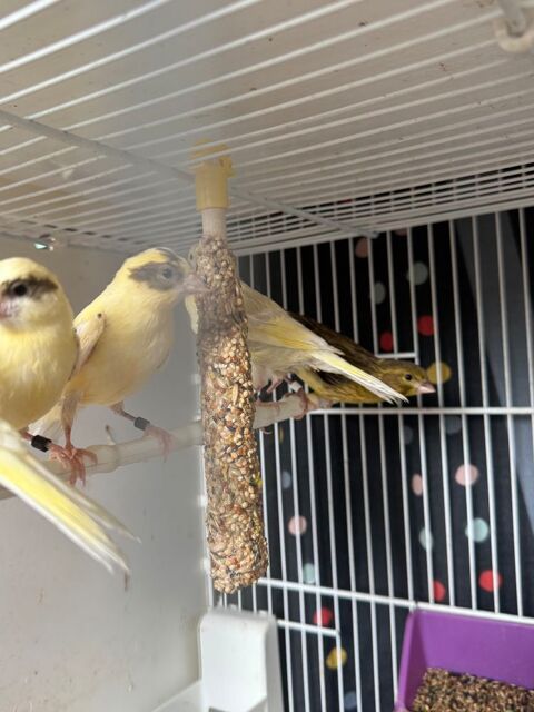Très beau canari 20 93330 Neuilly-sur-marne