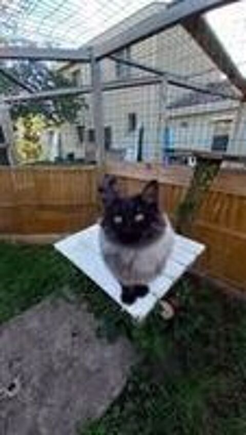   Chat MONTY  l adoption 