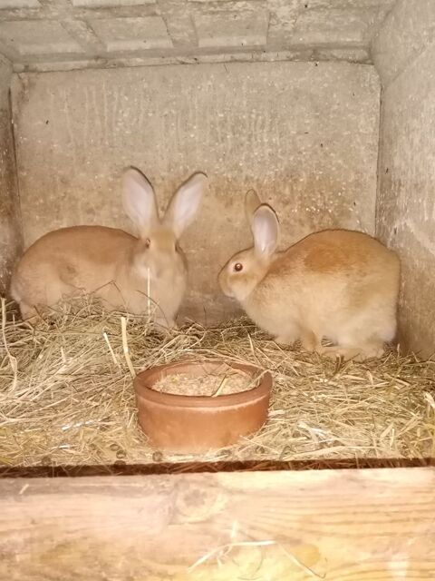 Lapin fermier 12 67230 Benfeld
