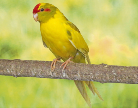 Kakarikis panach&eacute;s femelles 30 68740 Balgau