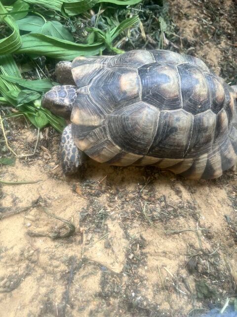 Tortue marginata mâle 350 95240 Cormeilles-en-parisis
