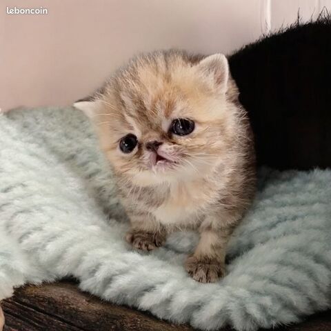 Exotic Shorthair 800 22780 Ploun�rin