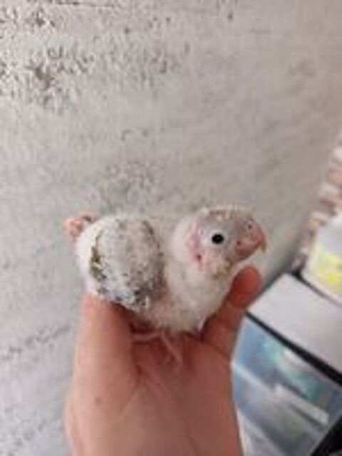  Conure molinae EAM  