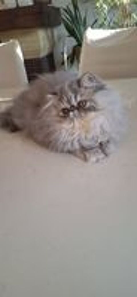   Chatons Persans LOOF  