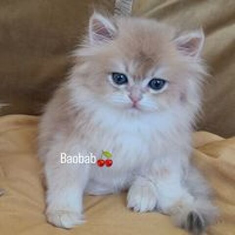   British Longhair disponible  