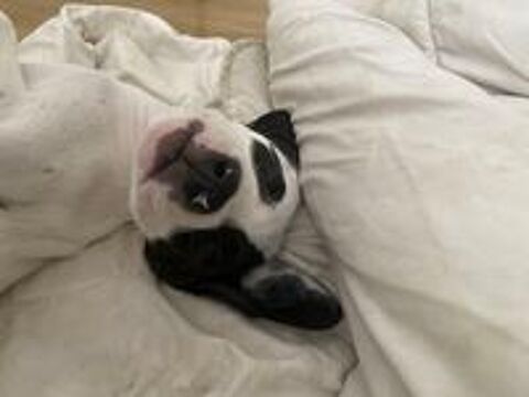   chiot 