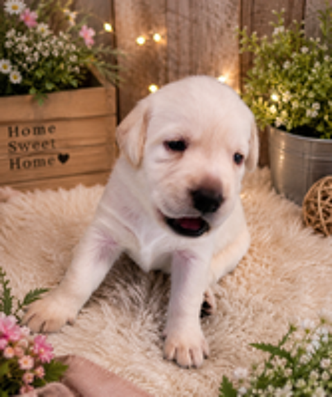   A réserver chiot labrador sable  
