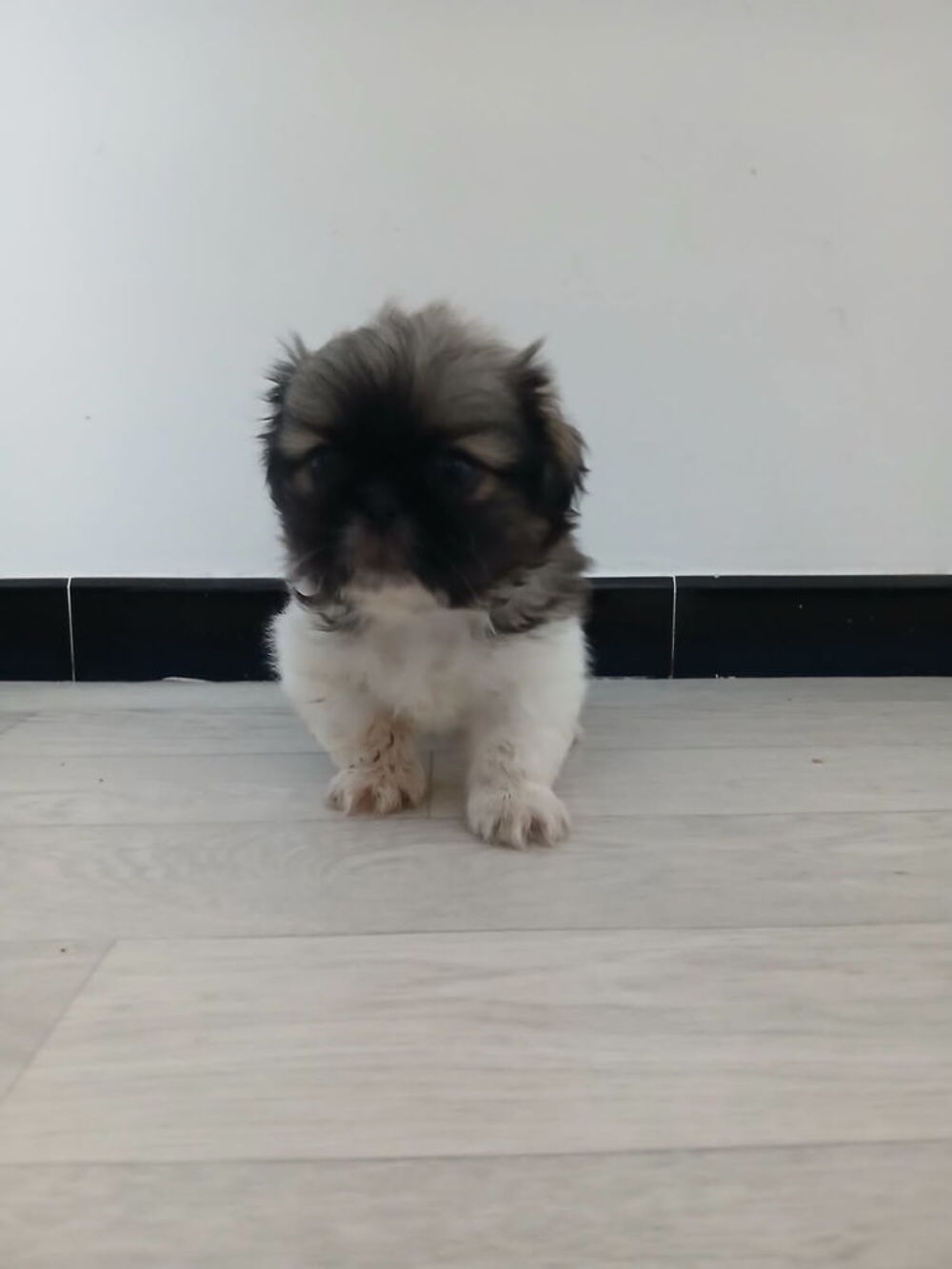   Chiot Pékinois 