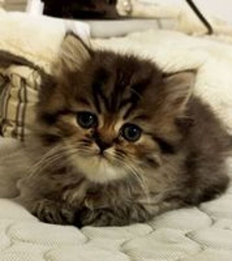   Chatons persans loof 