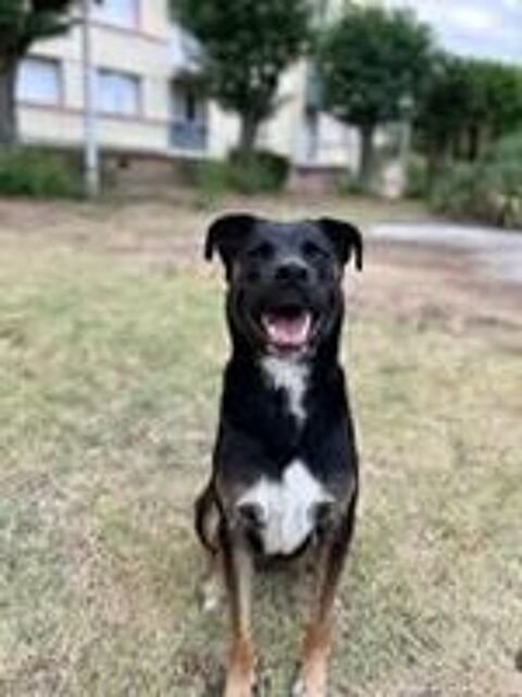   Chien SCOOBY à l adoption 