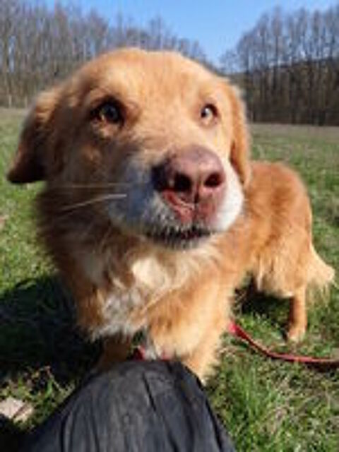   Lilian à l'adoption 