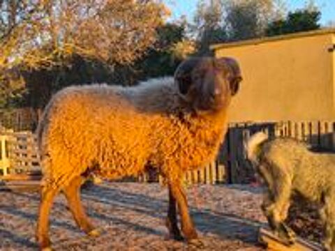   mouton bélier ouessant brun 