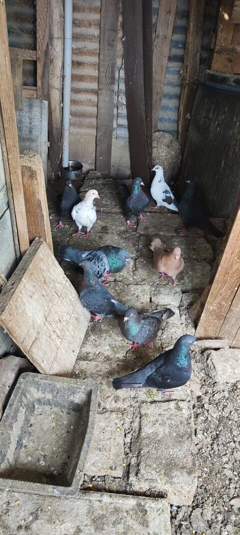 PIGEONS 10 63000 Clermont-ferrand