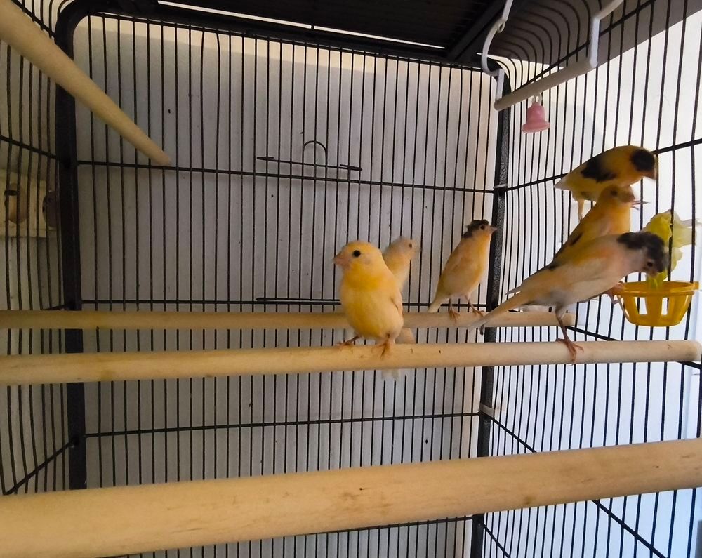   Canaris 2026 